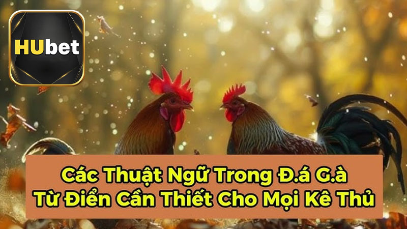 Lý do cần phải am hiểu hết các thuật ngữ đá gà