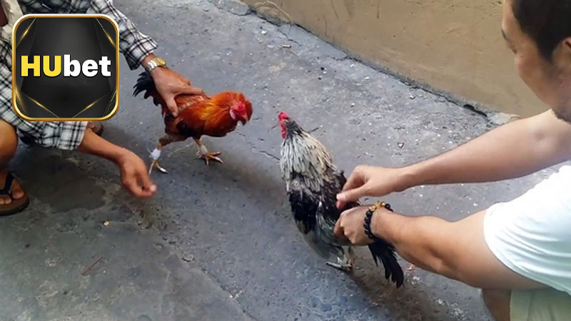 Các thuật ngữ khác trong đá gà