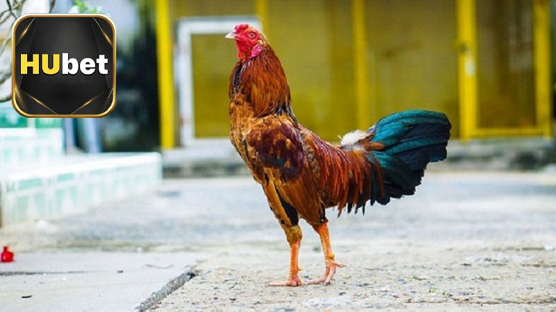 Quy định đặt cược trong đá gà cửa sắt